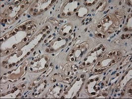 AMY2A / Pancreatic Amylase Antibody (clone OTI6D4)