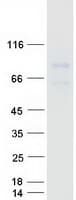 Human GDPD2 / GDE3 Protein (Recombinant Myc-DDK (Flag))