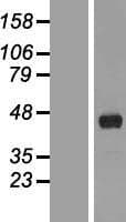 FANK1 Protein (Over-Expression Lysate Myc-DDK (Flag))