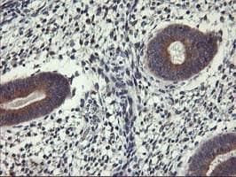 ALG2 Antibody (clone OTI2A3, Carrier-free)
