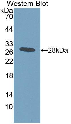 ITSN1 / ITSN Antibody (aa1-227, APC)