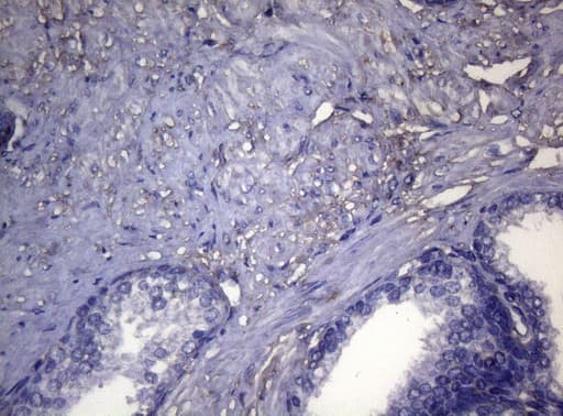 OPA3 Antibody (clone OTI3G4)