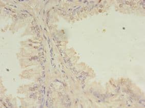 SSFA2 Antibody