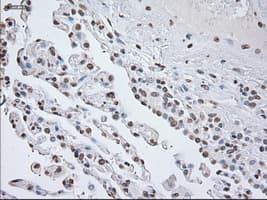 GFAP Antibody (clone OTI4D11)