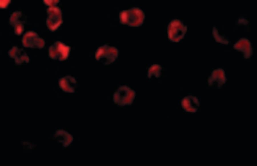 IHC-plus™ DOK1 Antibody
