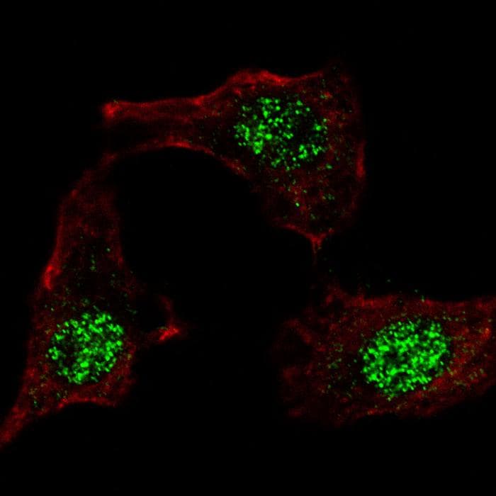 KLF4 Antibody (aa69-101)
