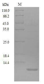 Drosophila melanogaster SP Protein (Recombinant)