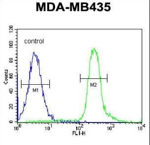 Polyclonal Rabbit anti-Human VPS52 / SACM2L Antibody (aa610-637, IHC, IF, WB)