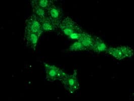 PHF7 Antibody (aa155-381, clone OTI1A2)