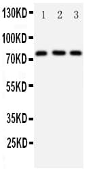 DDX4 / VASA Antibody (aa253-272)
