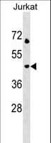 LAMP3 / CD208 Antibody (aa8-38)