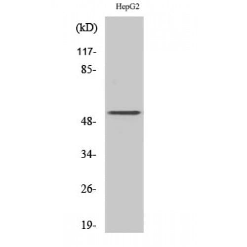 Polyclonal Rabbit anti-Human PSMD12 / Rpn5 Antibody (120-200 aa, Internal, IHC, WB)
