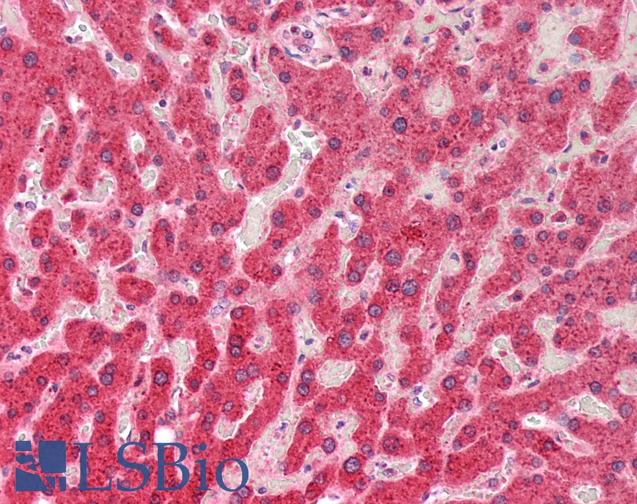 Polyclonal Rabbit anti-Human UQCRQ Antibody (aa32-82, IHC, WB)
