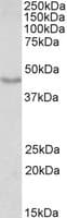 DCX / Doublecortin Antibody (aa232-242)