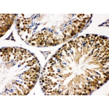 COPS5 / JAB1 Antibody (aa8-334)