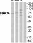SEMA7A / Semaphorin 7A Antibody