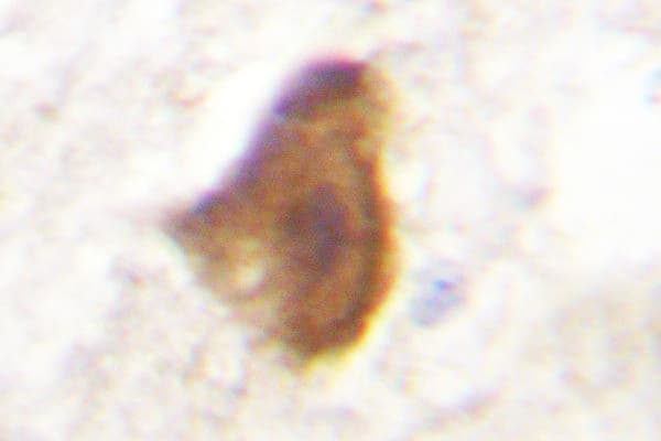 IRS1 Antibody (Leu789)