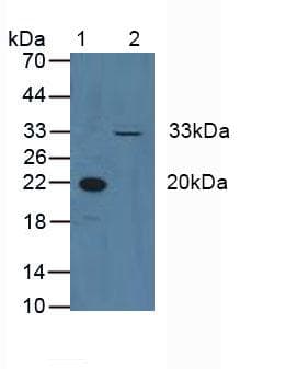 CCND3 / Cyclin D3 Antibody (aa1-292)