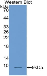PLAC9 Antibody (aa23-97)