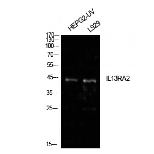 IL13RA2 / IL13R Alpha 2 Antibody (241-290 aa, Internal)