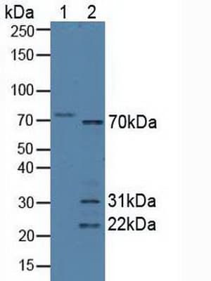 SYNC / SYNCOILIN Antibody (aa169-458)