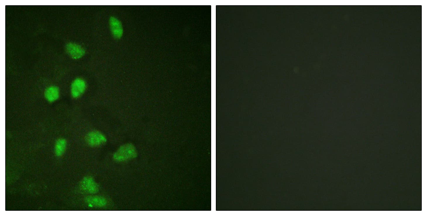 DDIT3 / CHOP Antibody (aa15-64)