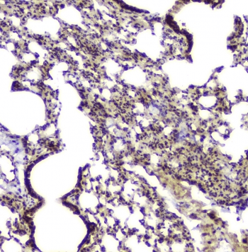 BAG6 / G3 / Scythe Antibody