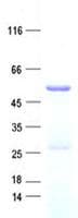 Human KRT36 / Keratin 36 / KRTHA6 Protein (Recombinant His, N-Terminal)