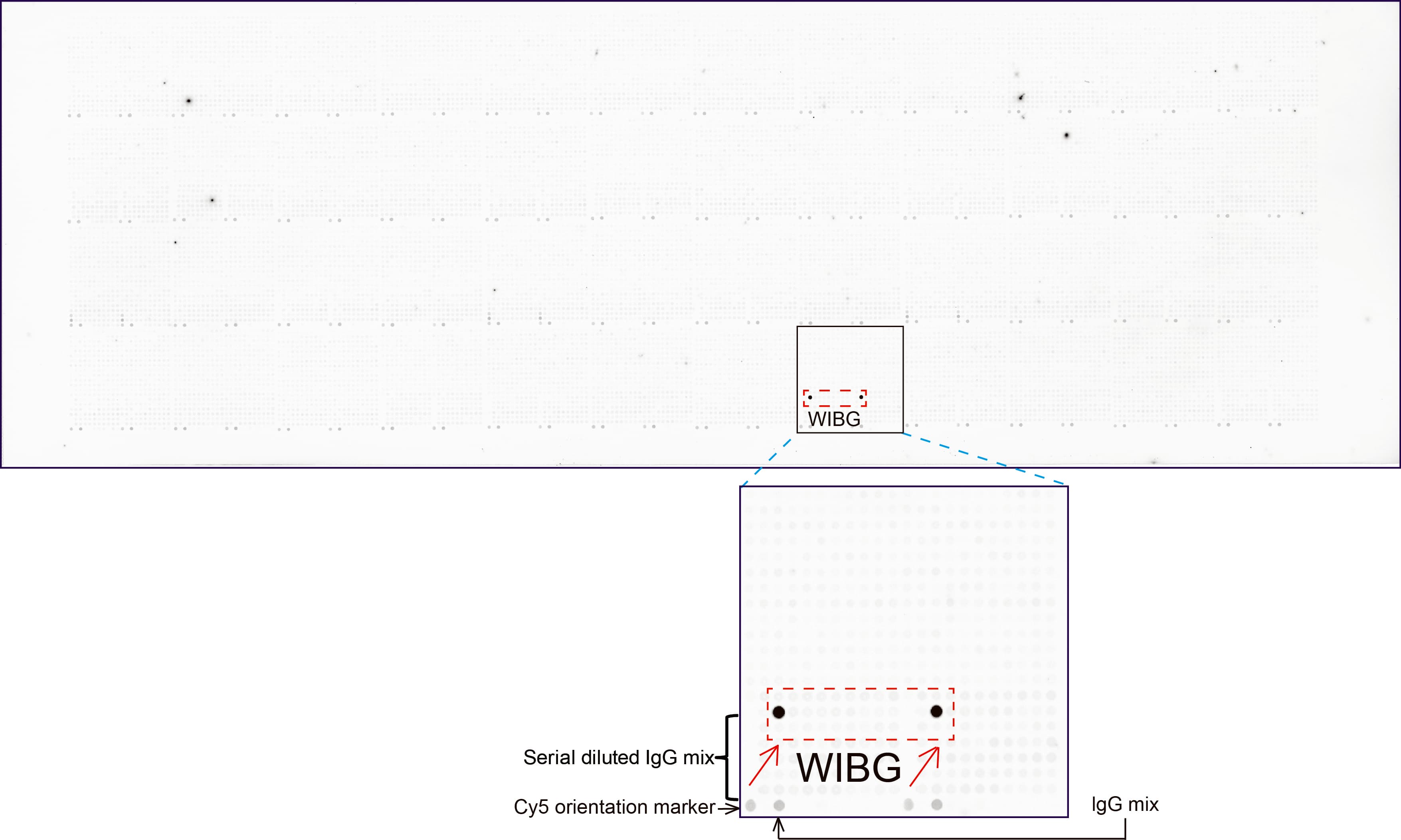 WIBG Antibody (clone UMAB208)