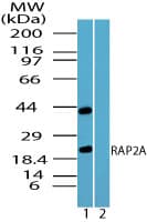 IHC-plus™ RAP2 Antibody (aa140-190)