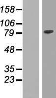 EZH2 Protein (Over-Expression Lysate Myc-DDK (Flag))