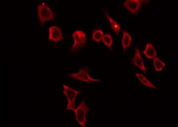 HABP2 Antibody