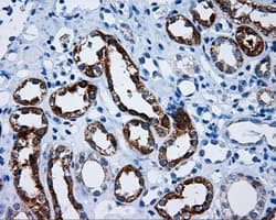MCL1 / MCL 1 Antibody (clone OTI10F6)