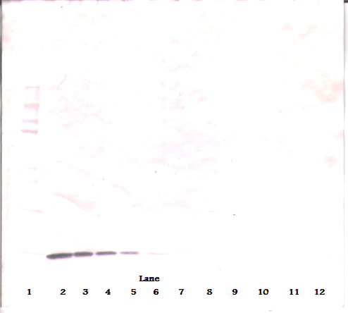 Monoclonal Mouse anti-Human NGF Antibody (WB)