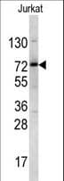 NKRF / NRF Antibody (aa205-233)