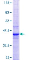 Human ETF1 / ERF1 Protein (Recombinant GST, N-terminus)