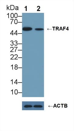 Polyclonal Rabbit anti-Human TRAF4 Antibody (aa193-444, WB)