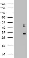 CD68 Antibody (aa22-319, clone OTI12D1)