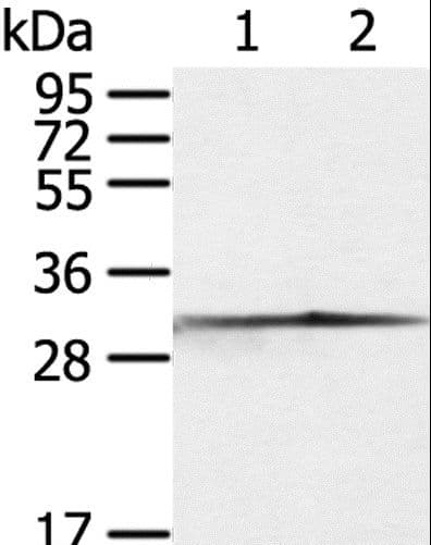 CASP3 / Caspase 3 Antibody