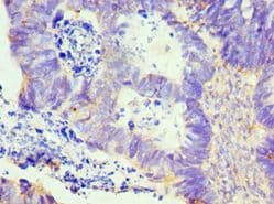 LMOD1 Antibody (aa29-187)