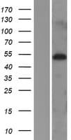 MIDN Protein (Over-Expression Lysate Myc-DDK (Flag))