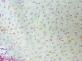 MCM6 Antibody (aa562-821)