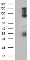 CD44 Antibody (clone OTI5E6, Carrier-free)