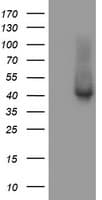 TBCC Antibody (clone OTI4C4)