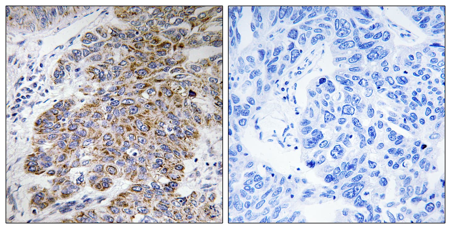CHST10 Antibody (aa191-240)
