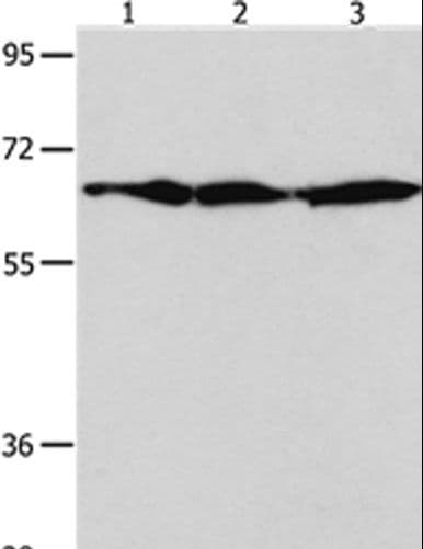 AIFM1 / AIF / PDCD8 Antibody