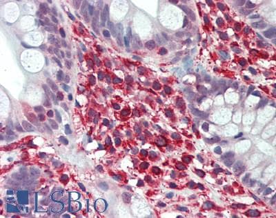 PLA2G2D Antibody (aa20-134)
