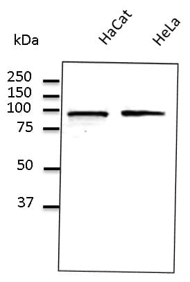 PathPlus™ Polyclonal Goat anti-Human CANX / Calnexin Antibody (C-Terminus, IHC, IF, WB)