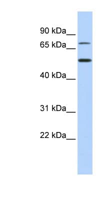 Polyclonal Rabbit anti-Human TBX3 Antibody (aa360-409, WB)