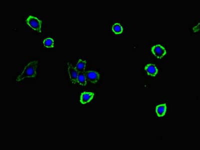 S100G / CABP9K Antibody